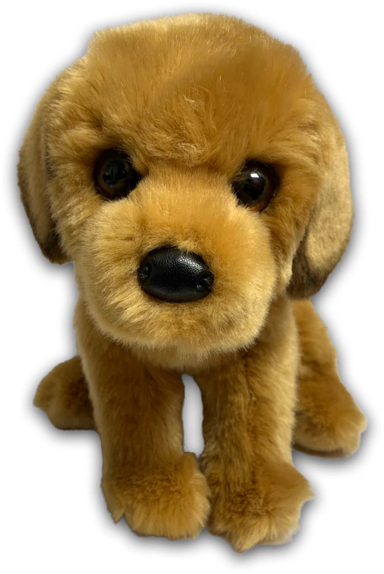 Felix Golden Retriever